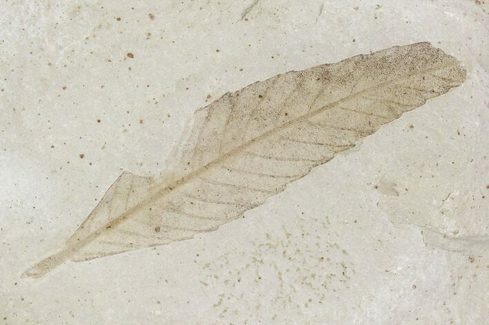 Fossil Leaf (Cedrelospermum)- Green River Formation, Utah #108829